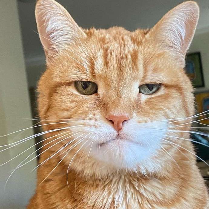 Марли — самый разочарованный кот в мире. Весь его вид выражает неудовольство