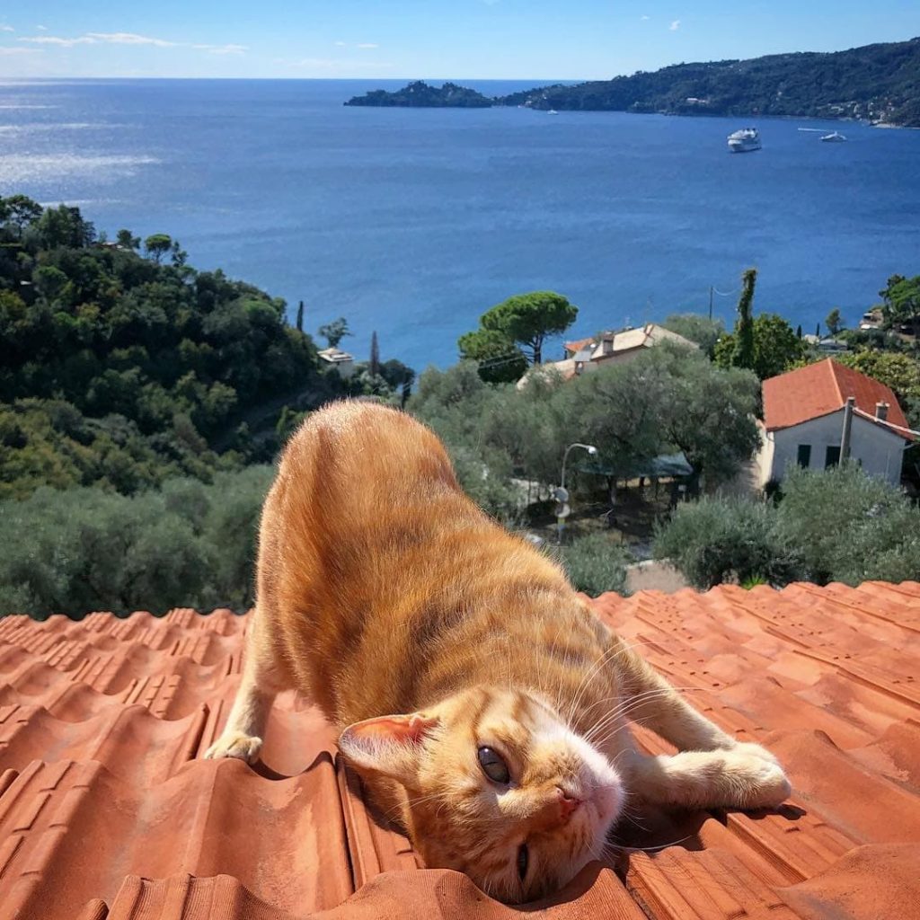 Милые и смешные фото котиков от итальянского фотографа