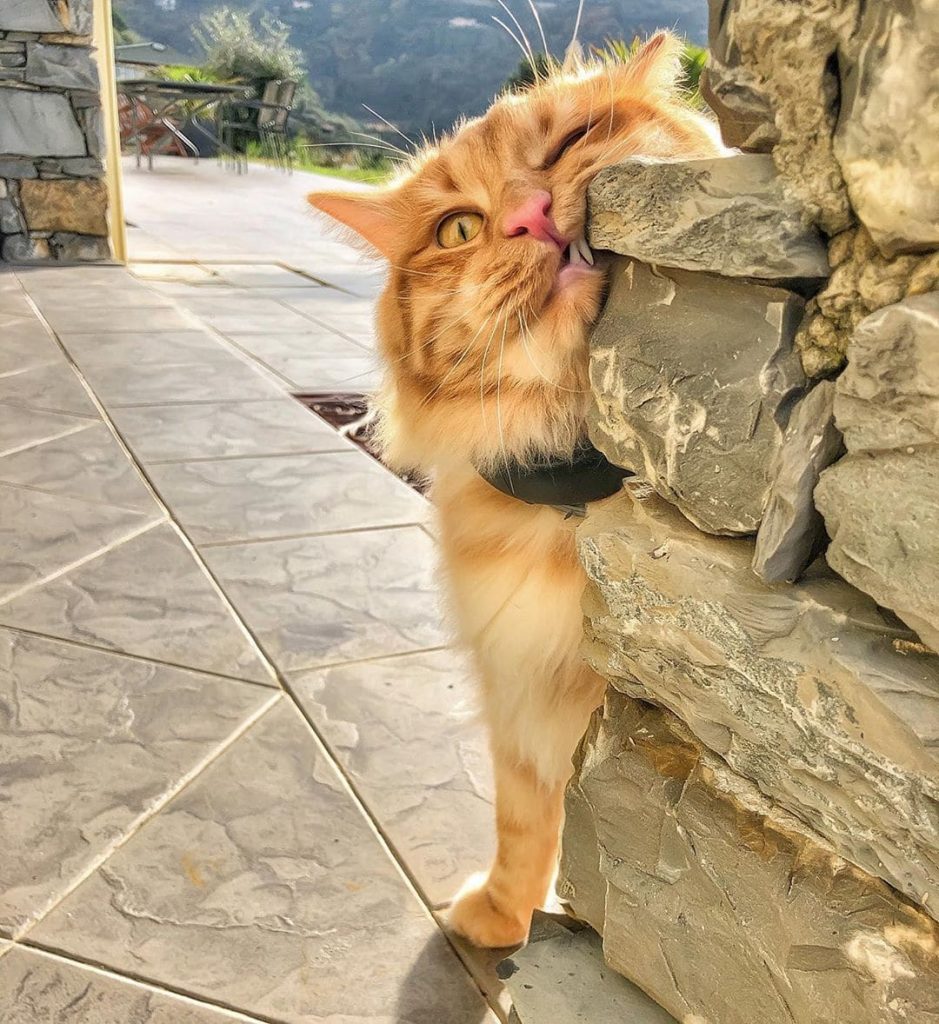 Милые и смешные фото котиков от итальянского фотографа