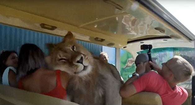 Молодой лев Филя забрался в автобус, полный людей, в поисках объятий и внимания