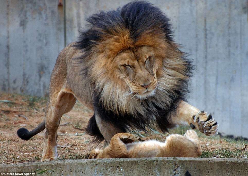 Недовольная мама львица отругала льва, за то что он играет в драку с детьми