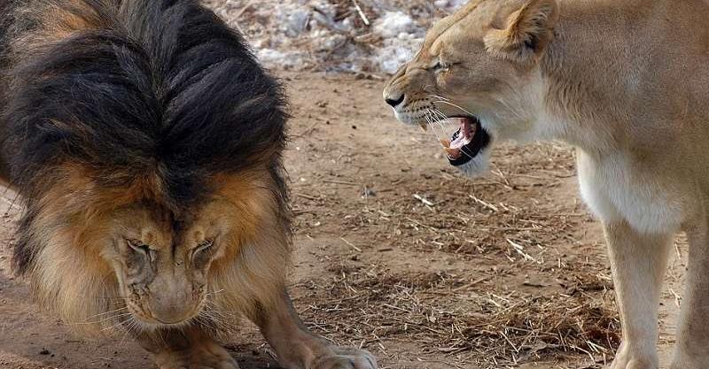 Недовольная мама львица отругала льва, за то что он играет в драку с детьми