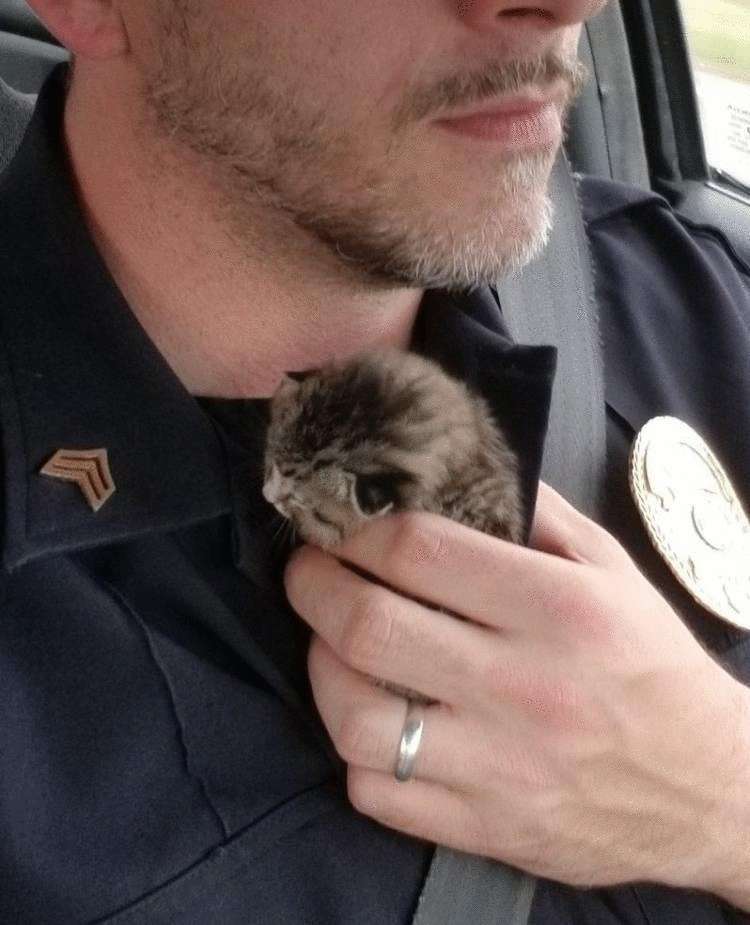 Офицер полиции несколько дней искал новорожденного котенка, чтобы спасти его