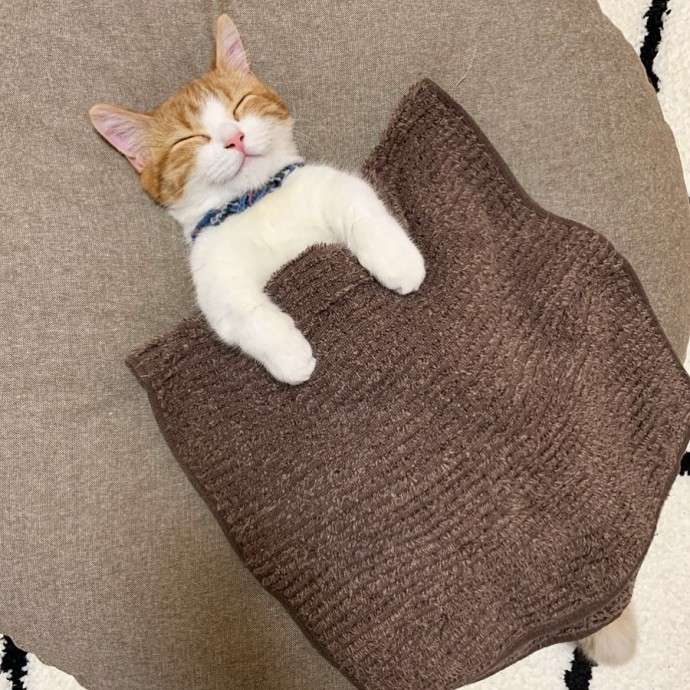 Котенок породы манчкин, любящий спать по-человечески — лежа на спине