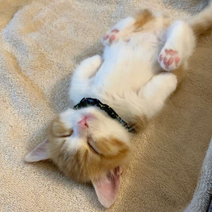 Котенок породы манчкин, любящий спать по-человечески — лежа на спине