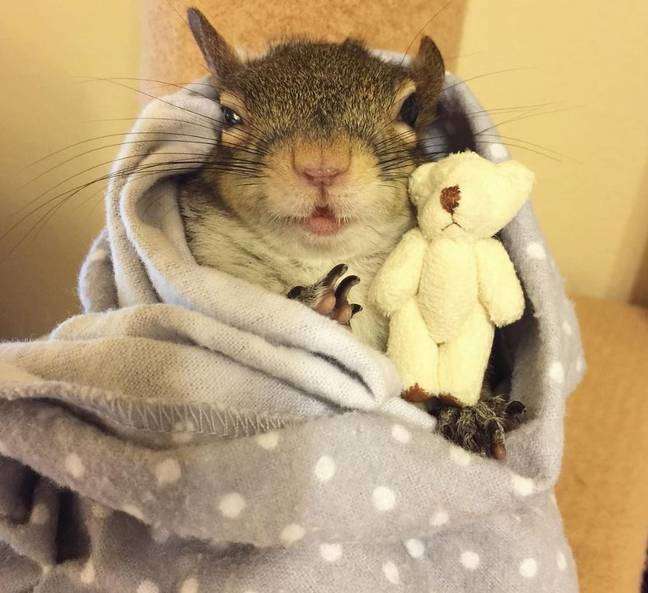 Милая белочка Джилл, спасенная от урагана Исаак в 2012 году, теперь спит в обнимку с плюшевым мишкой