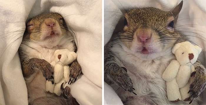 Милая белочка Джилл, спасенная от урагана Исаак в 2012 году, теперь спит в обнимку с плюшевым мишкой