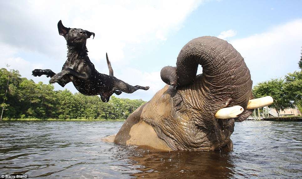 Необычная, но трогательная дружба между слоненком-сиротой и лабрадором