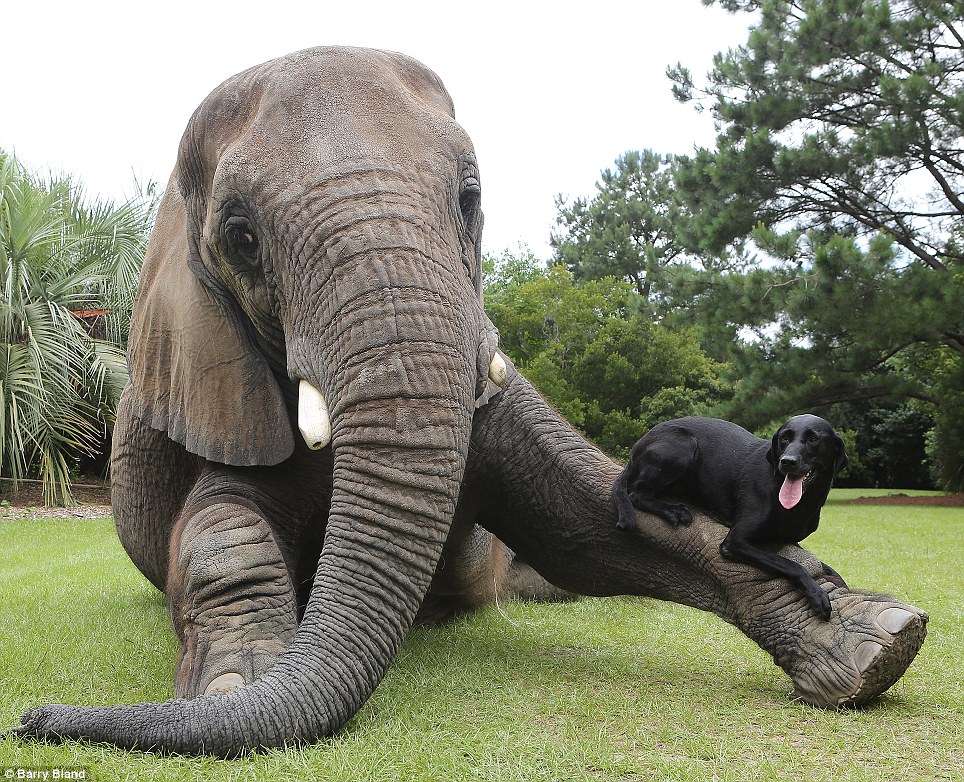 Необычная, но трогательная дружба между слоненком-сиротой и лабрадором