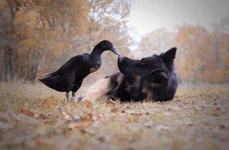 Трогательная дружба собаки и утки