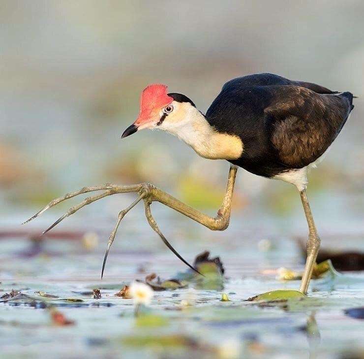Удивительная природа! Занимательные птицы Яканы у которых… 10 ног?