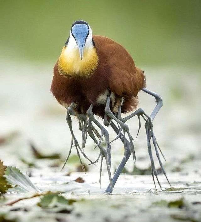 Удивительная природа! Занимательные птицы Яканы у которых… 10 ног?