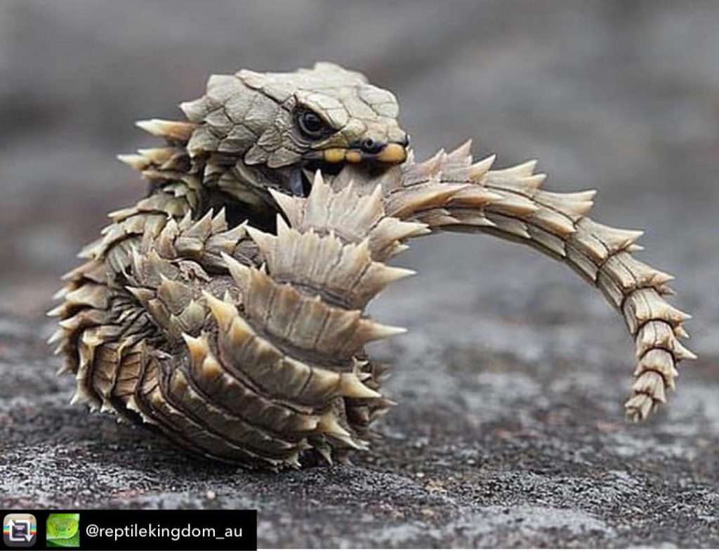 Уникальная ящерица-броненосец — самый настоящий мини-дракон