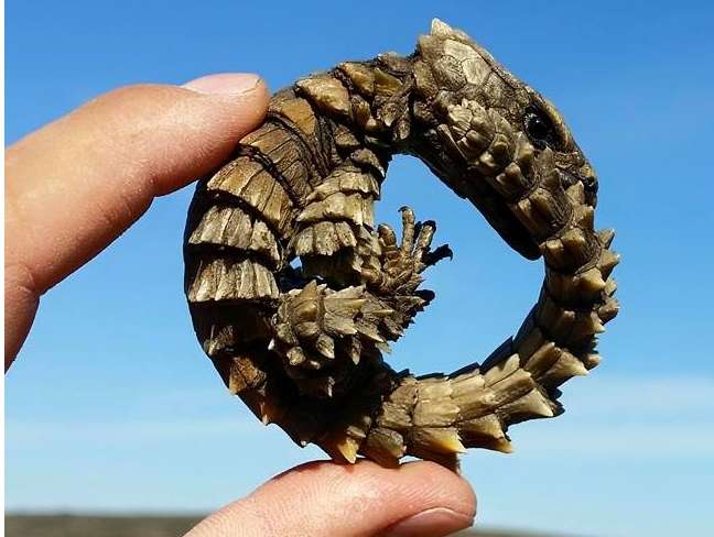 Уникальная ящерица-броненосец — самый настоящий мини-дракон
