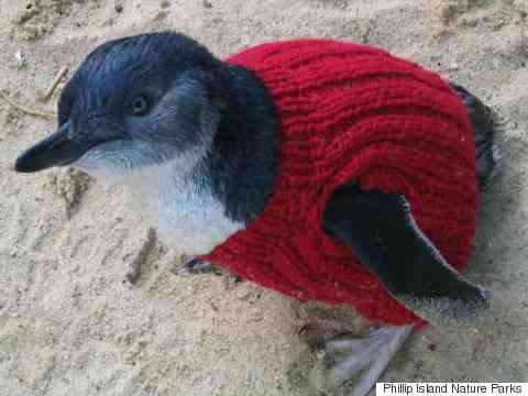 В свои 109 лет австралиец вяжет крошечные свитера для пострадавших пингвинов