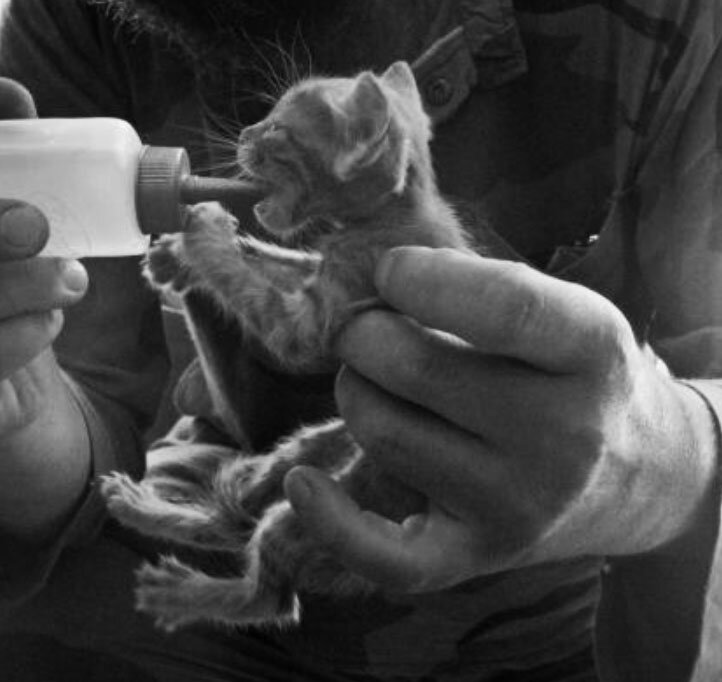 Трогательный кадр: солдат кормит котёнка из пипетки чья мама погибла