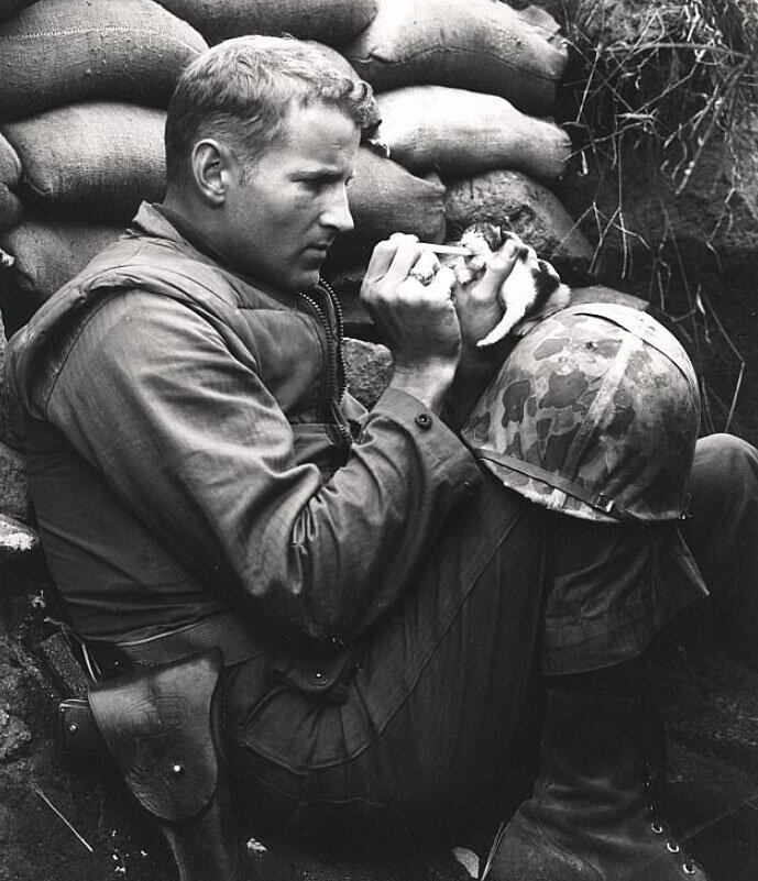 Трогательный кадр: солдат кормит котёнка из пипетки чья мама погибла