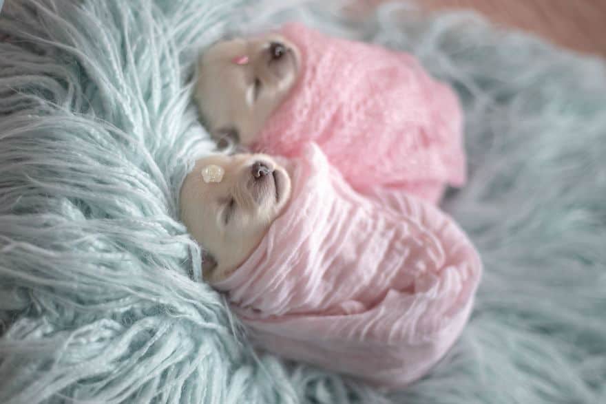 Милая фотосессия новорожденных померанских щенков