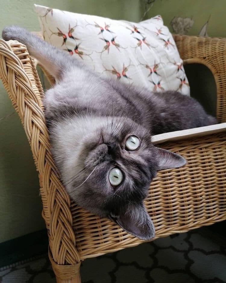 Познакомьтесь с Бином — “уродливым” котом, который наконец-то обрел свой дом