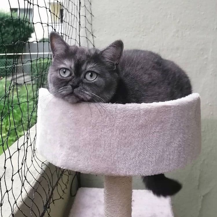 Познакомьтесь с Бином — “уродливым” котом, который наконец-то обрел свой дом