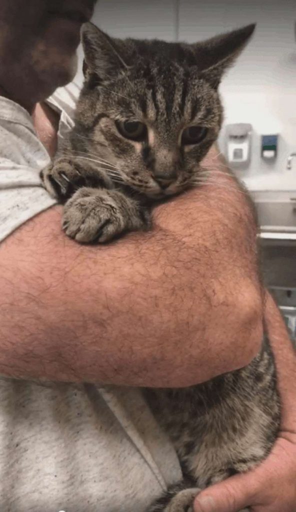 Мужчина нашел своего кота Чебона, который пропал 7 лет назад