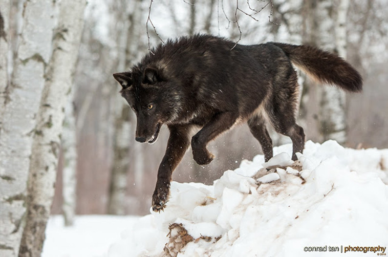 Редчайшие фото черного волка в Миннесоте