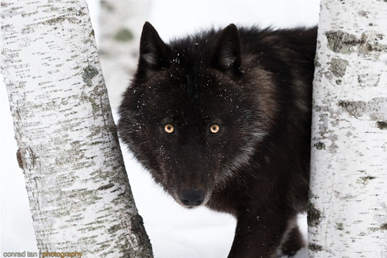 Редчайшие фото черного волка в Миннесоте