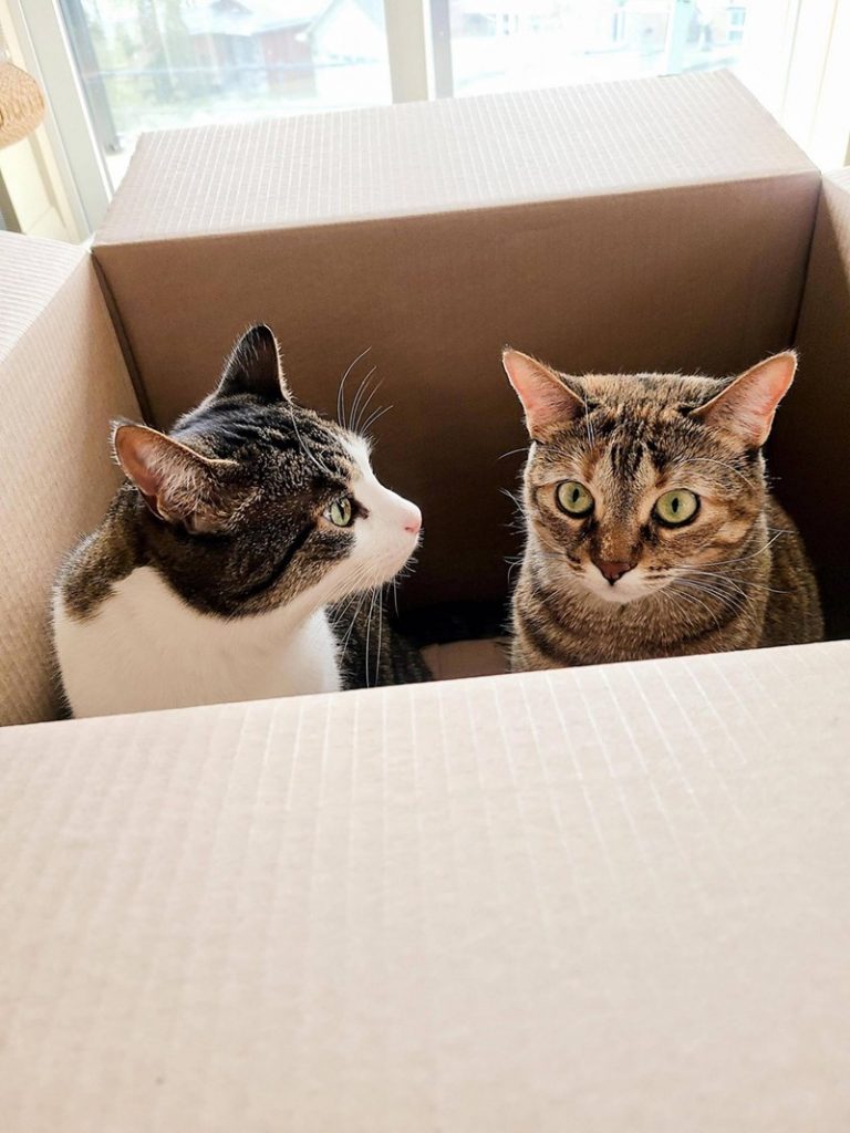 Кошки и их удобные картонные коробки