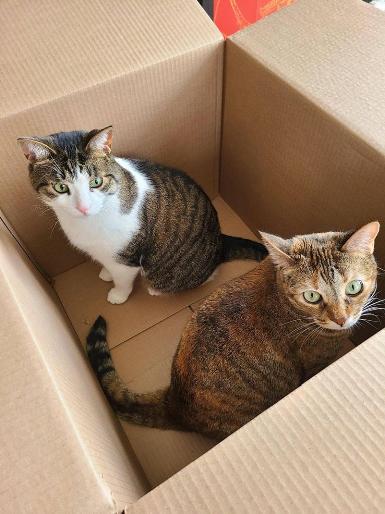 Кошки и их удобные картонные коробки
