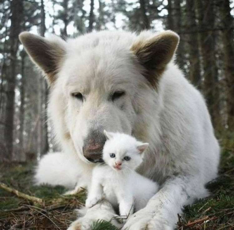 Фотографии, которые такие милые, что словами не описать!