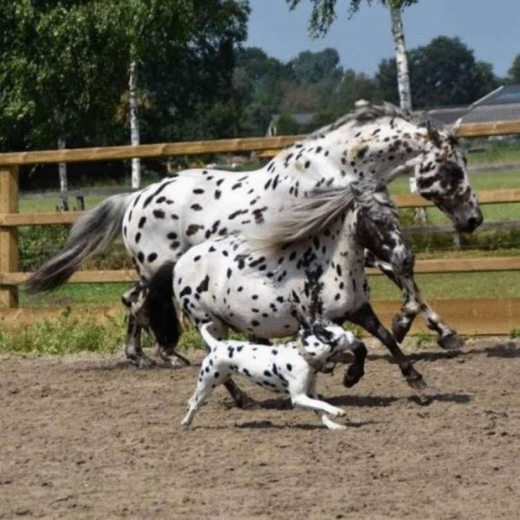 Фотографии, которые такие милые, что словами не описать!