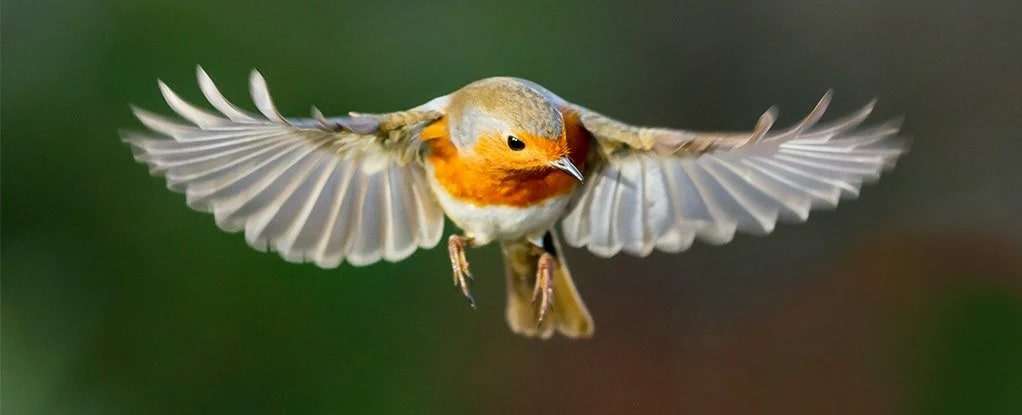 aves brújula cuántica