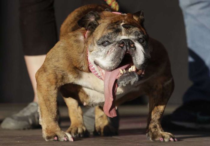 Самой уродливой собакой в мире в 2018 году стал английский бульдог 