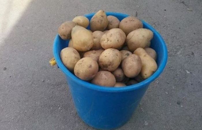 Простой способ быстро почистить ведро картофеля (5 фото)
