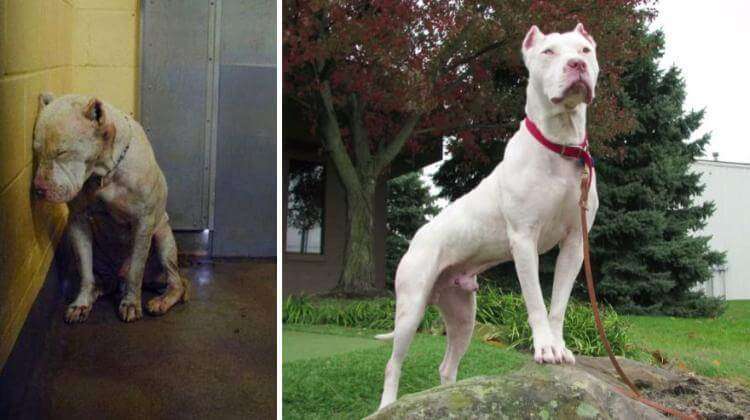 15 трогательных фотографий собак до и после приюта
