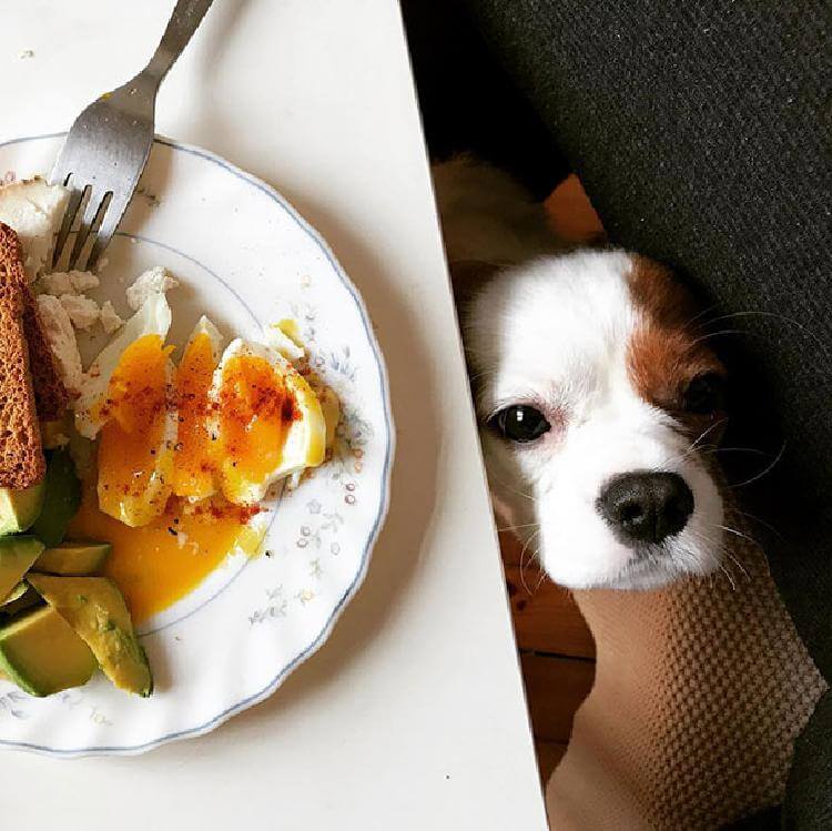 25+ Смешных снимков собак-попрошаек еды, которым невозможно отказать
