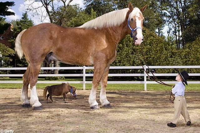 Эта лошадка — самая маленькая и обаятельная в мире
