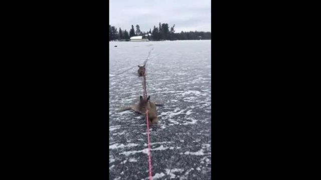 Конькобежец из Канады спас целое семейство оленей