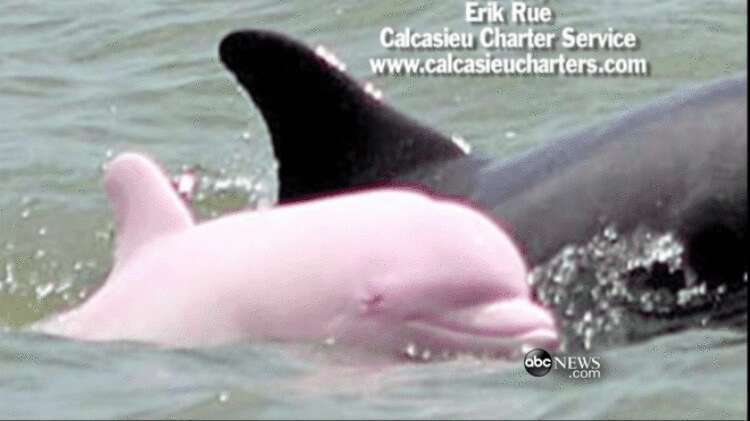 Моряк снял на камеру розового дельфина! Потрясающие редкие кадры