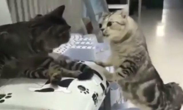 Очень странная реакция на запах кота