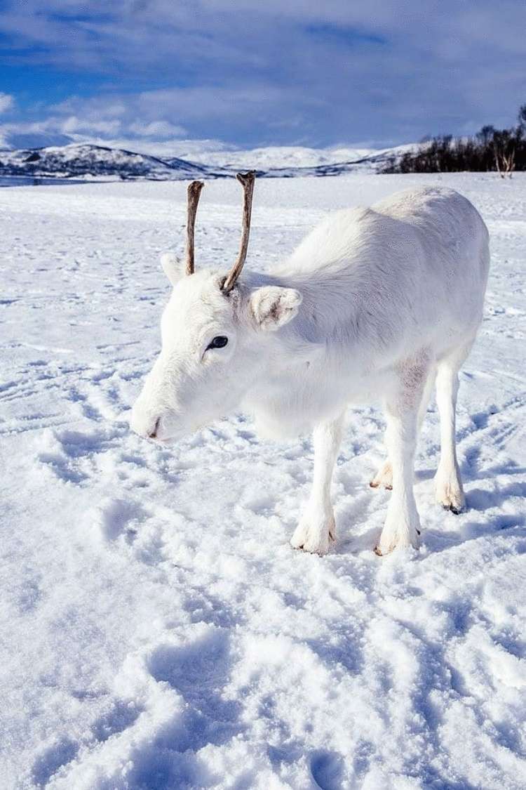 Редчайший белоснежный олененок был замечен в черте Осло Норвегии