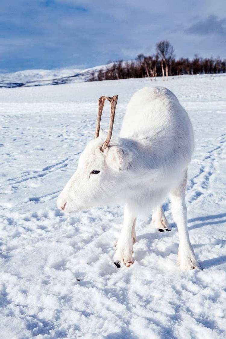 Редчайший белоснежный олененок был замечен в черте Осло Норвегии
