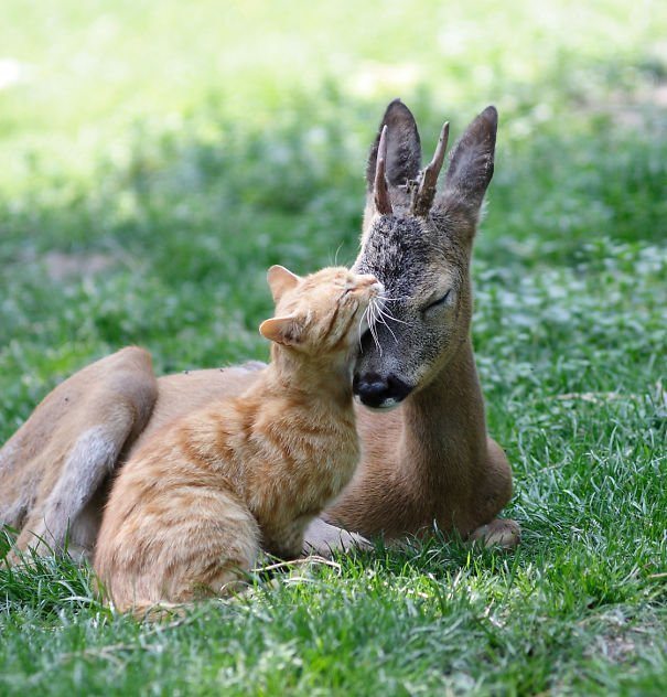 Удивительная дружба животных. Нам бы брать пример!