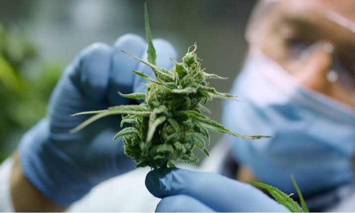 В Канадском университете стартует дипломная программа по обучению выращивания марихуаны