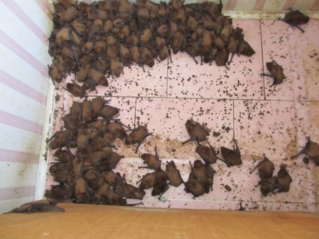 Во Львове на балконе многоэтажного дома поселилось рекордное количество летучих мышей (6 фото)