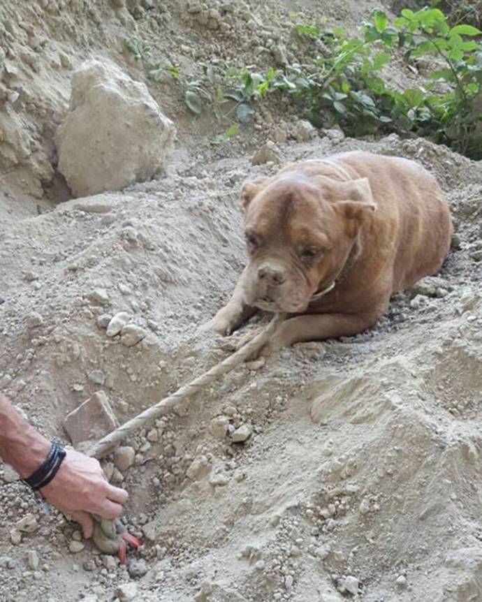 Живьём закопали собаку, вдобавок привязали, чтобы не смогла выбраться