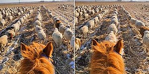 Китайский пастух научил овец ходить строем