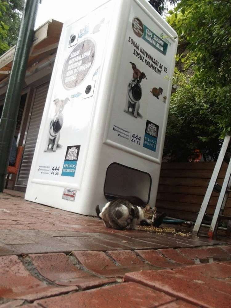 Автоматы для сбора пластика на улицах Стамбула кормят бездомных животных