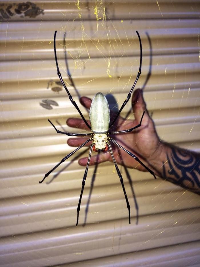 В Австралии огромный паук заблокировал вход во двор (5 фото)