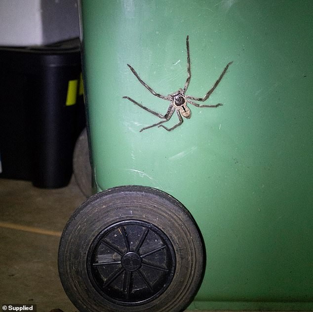В Австралии огромный паук заблокировал вход во двор (5 фото)